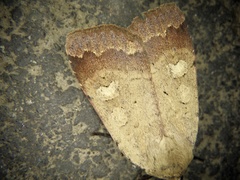 Sineugraphe oceanica