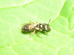 Ceratina strenua