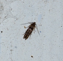 Gelechioidea