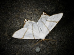 Ourapteryx maculicaudaria