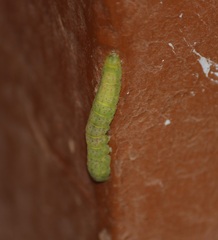Lepidoptera