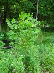 Liriodendron tulipifera