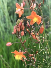 Bulbine frutescens