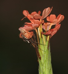 Oxyopes shweta