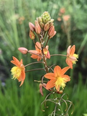 Bulbine frutescens