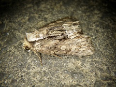 Dipterygina cupreotincta