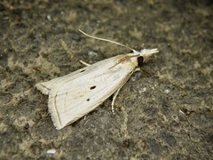 Calamotropha okanoi