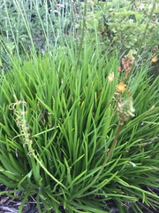 Bulbine frutescens