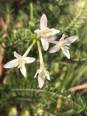 Thymelaeaceae