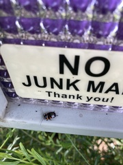 Ellipsidion australe