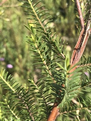 Thymelaeaceae
