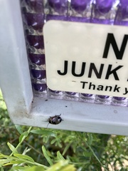 Ellipsidion australe