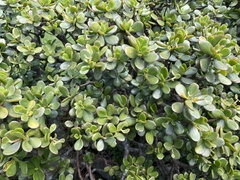 Crassula ovata