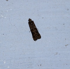 Lepidoptera
