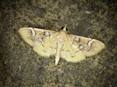 Cotachena alysoni