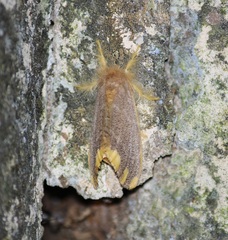 Arna bipunctapex