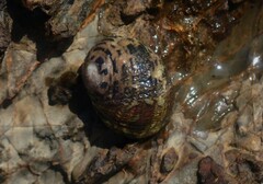 Nerita chamaeleon