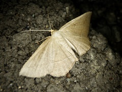 Plesiomorpha flaviceps