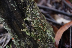 Cladonia floerkeana