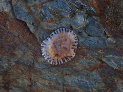 Siphonaria denticulata