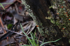 Cladonia floerkeana