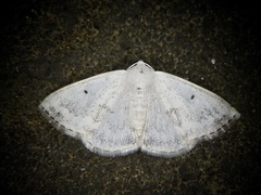 Lomographa temerata