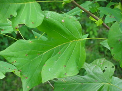 Liriodendron tulipifera