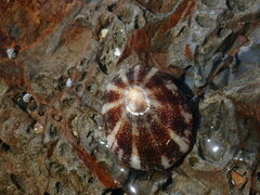 Cellana tramoserica