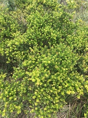 Eugenia capensis
