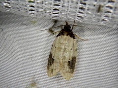 Agonopterix costaemaculella