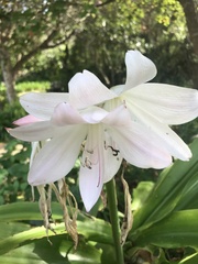 Crinum moorei