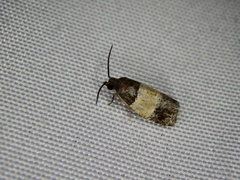 Epinotia bicolor