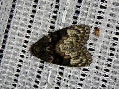 Meganola shimekii