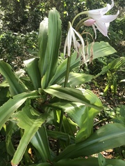 Crinum moorei