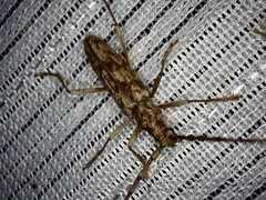 Pseudaeolesthes chrysothrix chrysothrix