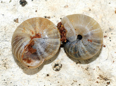 Praticolella griseola