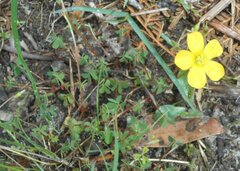 Oxalis perennans
