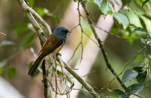 Blue-headed Fantail (Rhipidura cyaniceps), photo 8