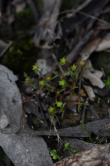 Brachyscome perpusilla