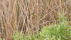 Tachuris rubrigastra