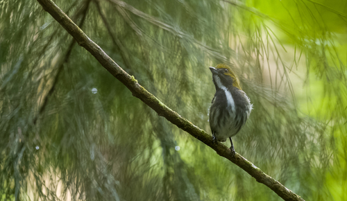 Olive-backed Flowerpecker (Pachyglossa olivacea), photo 10