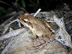 Rana japonica