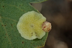 Andricus pattersonae