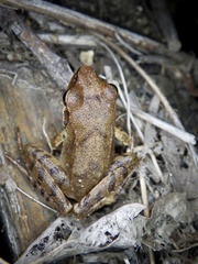 Rana japonica