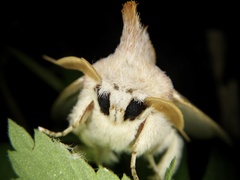 Euhampsonia cristata