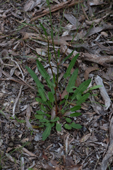 Rumex brownii