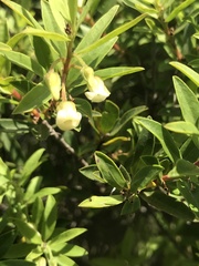 Diospyros glabra
