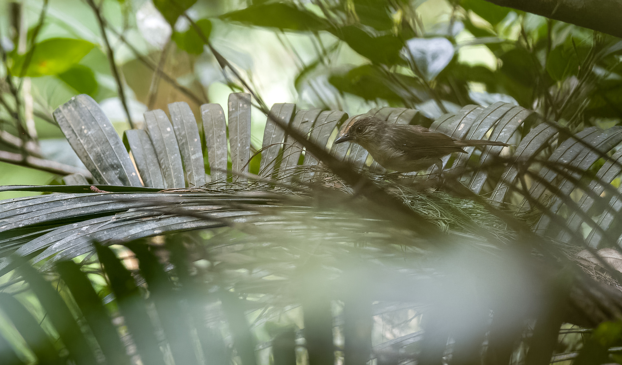 Visayan Babbler (Sterrhoptilus nigrocapitatus), photo 8