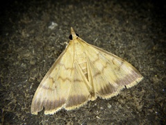 Sinibotys evenoralis