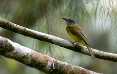 Pachycephala philippinensis